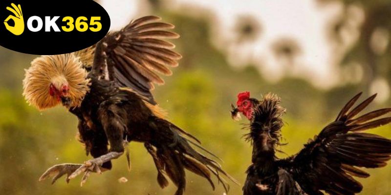 da-ga-ok365-lien-tuc,-hap-dan,-khong-the-bo-lo